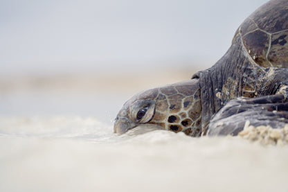 Heron Island - Turtle Nesting & Mating Workshop - 8th-14th November 2025
