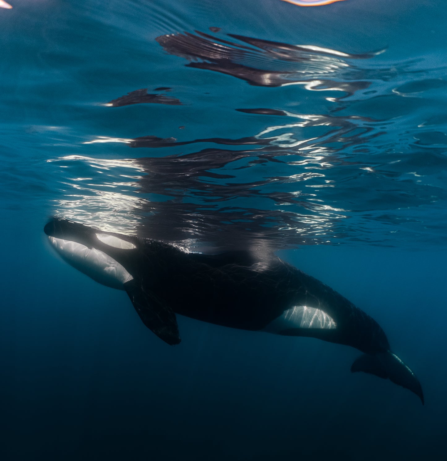 Baja Mobulas and Cetaceans Workshop 2026