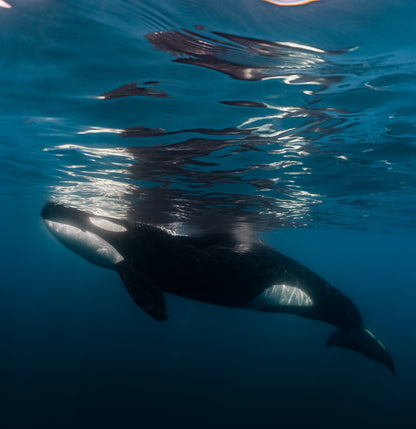 Baja Mobulas and Cetaceans Workshop 2026