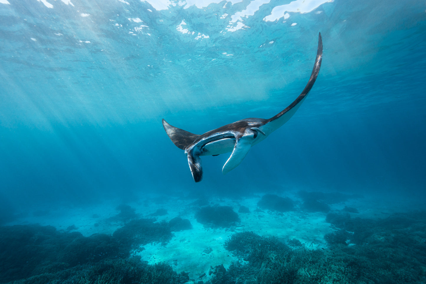 Lady Elliot Island Photography Workshop - November 2025