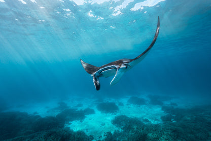 Lady Elliot Island Photography Workshop - November 2025