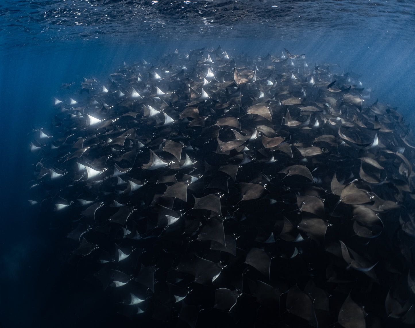 Baja Mobulas and Cetaceans Workshop 2026