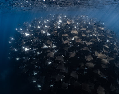 Baja Mobulas and Cetaceans Workshop 2026