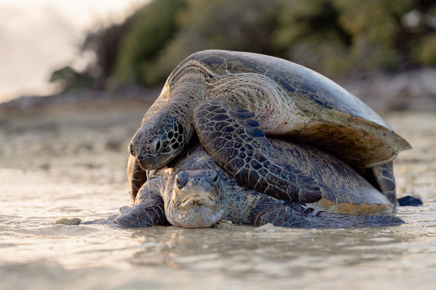 Heron Island - Turtle Nesting & Mating Workshop - 8th-14th November 2025