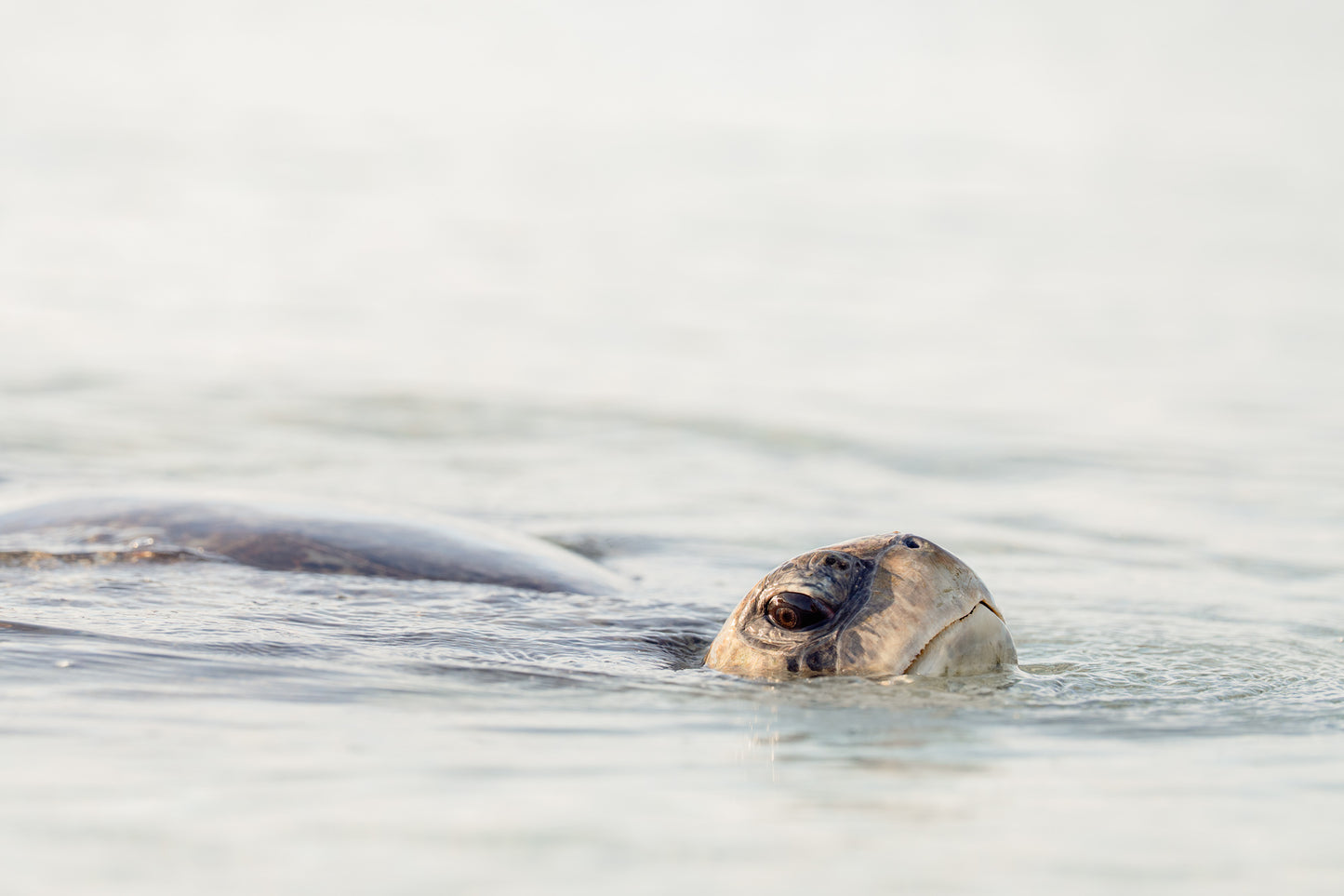 Heron Island - Turtle Nesting & Mating Workshop - 8th-14th November 2025