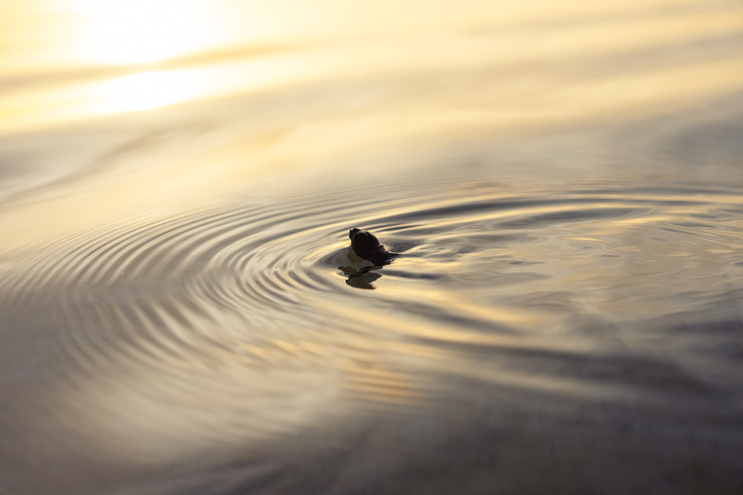 Heron Island - Turtle Hatchlings Workshop - 1st-6th February 2027