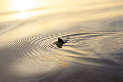 Heron Island - Turtle Hatchlings Workshop - 1st-6th February 2027