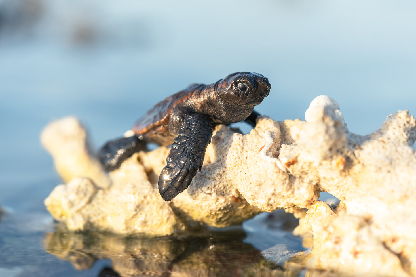 Heron Island - Turtle Hatchlings Workshop - 1st-6th February 2027