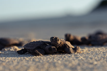 Lady Elliot Island Turtle Hatchling Expedition - February 2027