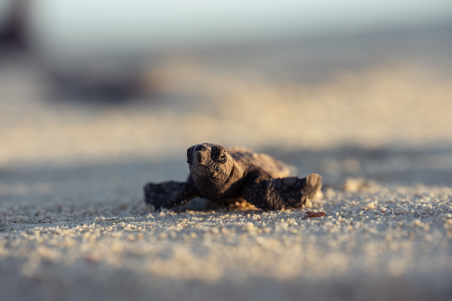 Lady Elliot Island Turtle Hatchling Expedition - February 2027
