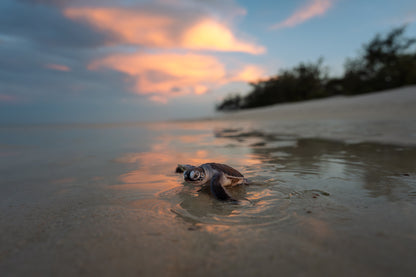 Heron Island - Turtle Hatchlings Workshop - 1st-6th February 2027