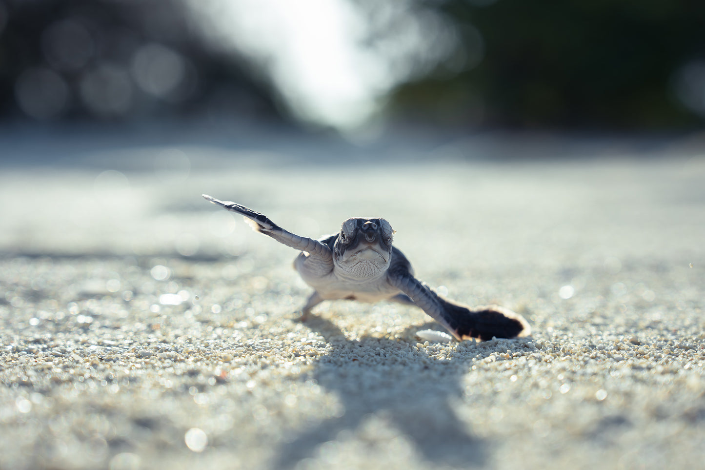 Heron Island - Turtle Hatchlings Workshop - 1st-6th February 2027