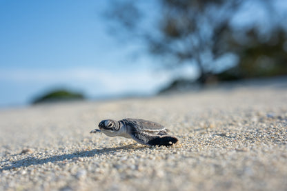 Heron Island - Turtle Hatchlings Workshop - 1st-6th February 2027