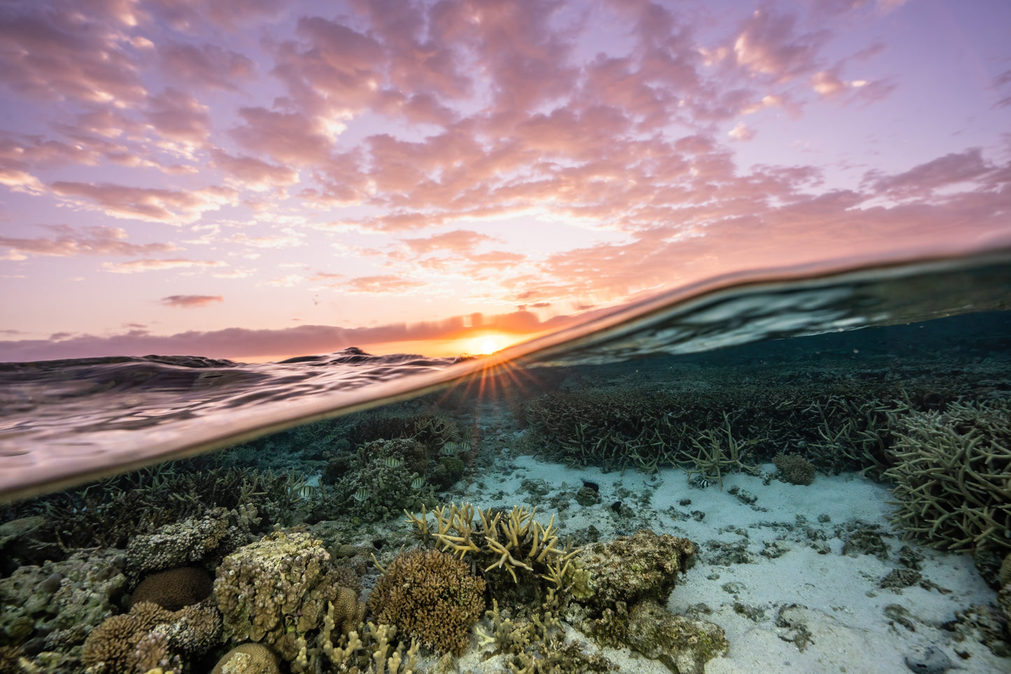 Lady Elliot Island Photography Workshop - November 2025