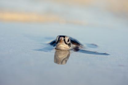 Heron Island - Turtle Hatchlings Workshop - 1st-6th February 2027