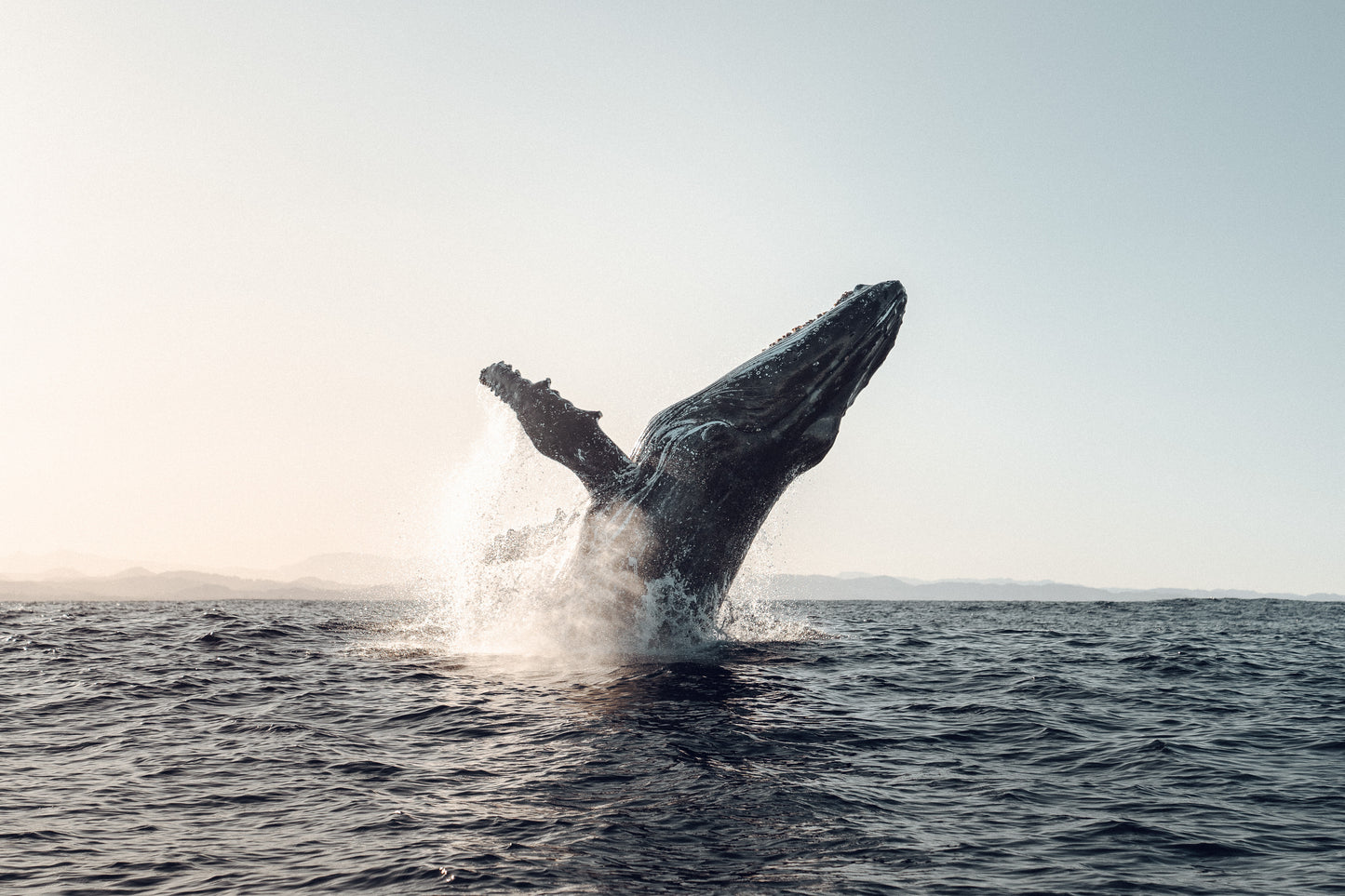 Humpback Whale Underwater Photography Workshop - Sunshine Coast