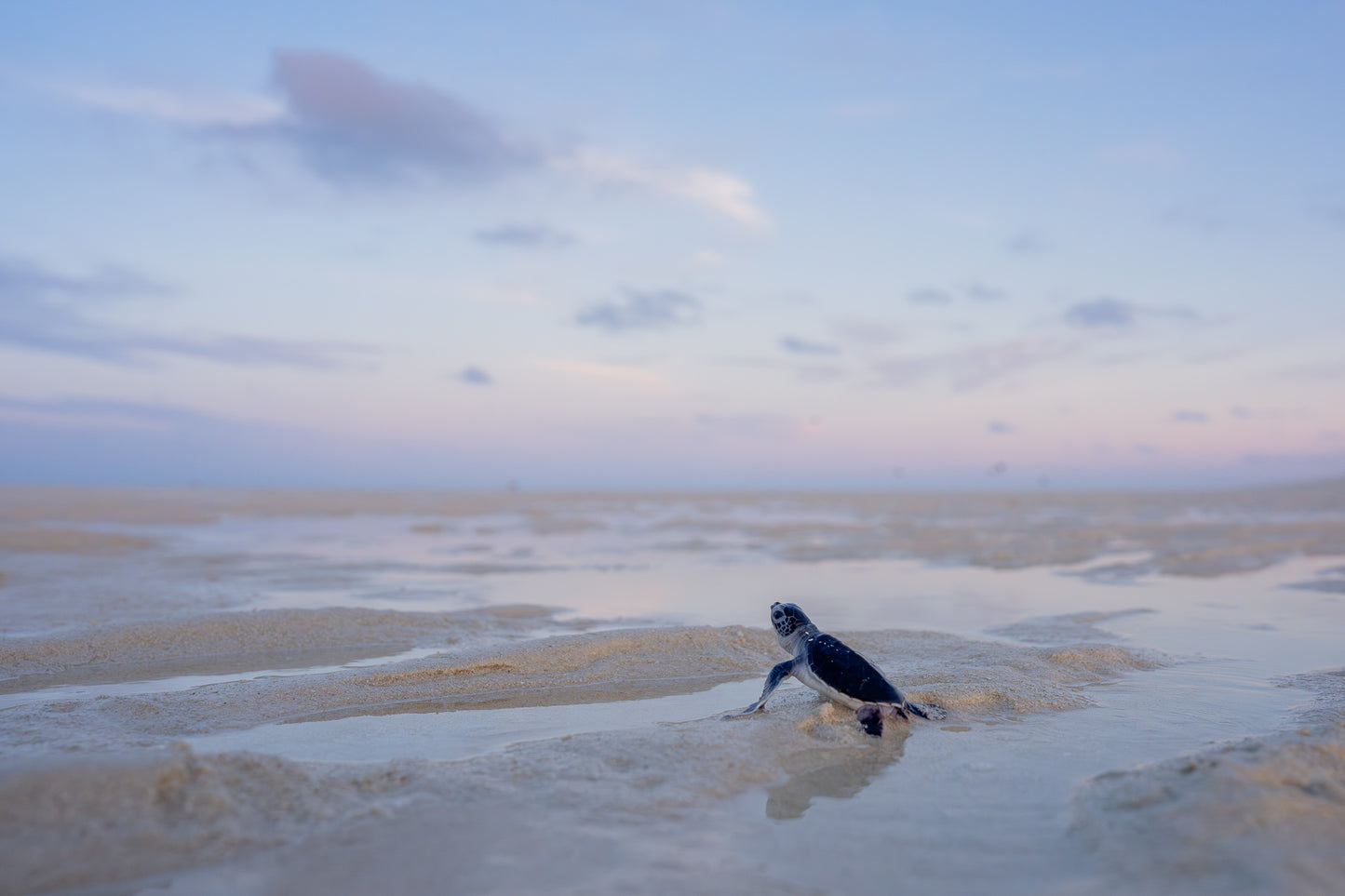 Heron Island - Turtle Hatchlings Workshop - 1st-6th February 2027