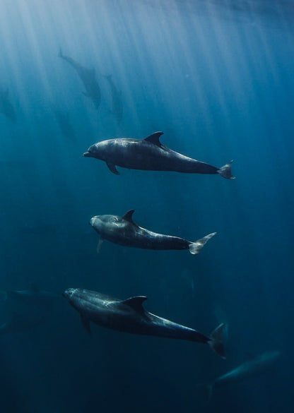 Baja Mobulas and Cetaceans Workshop 2026