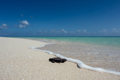 Heron Island - Turtle Hatchlings Workshop - 1st-6th February 2027