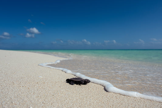 Heron Island - Turtle Hatchlings Workshop - 8th-13th February 2027
