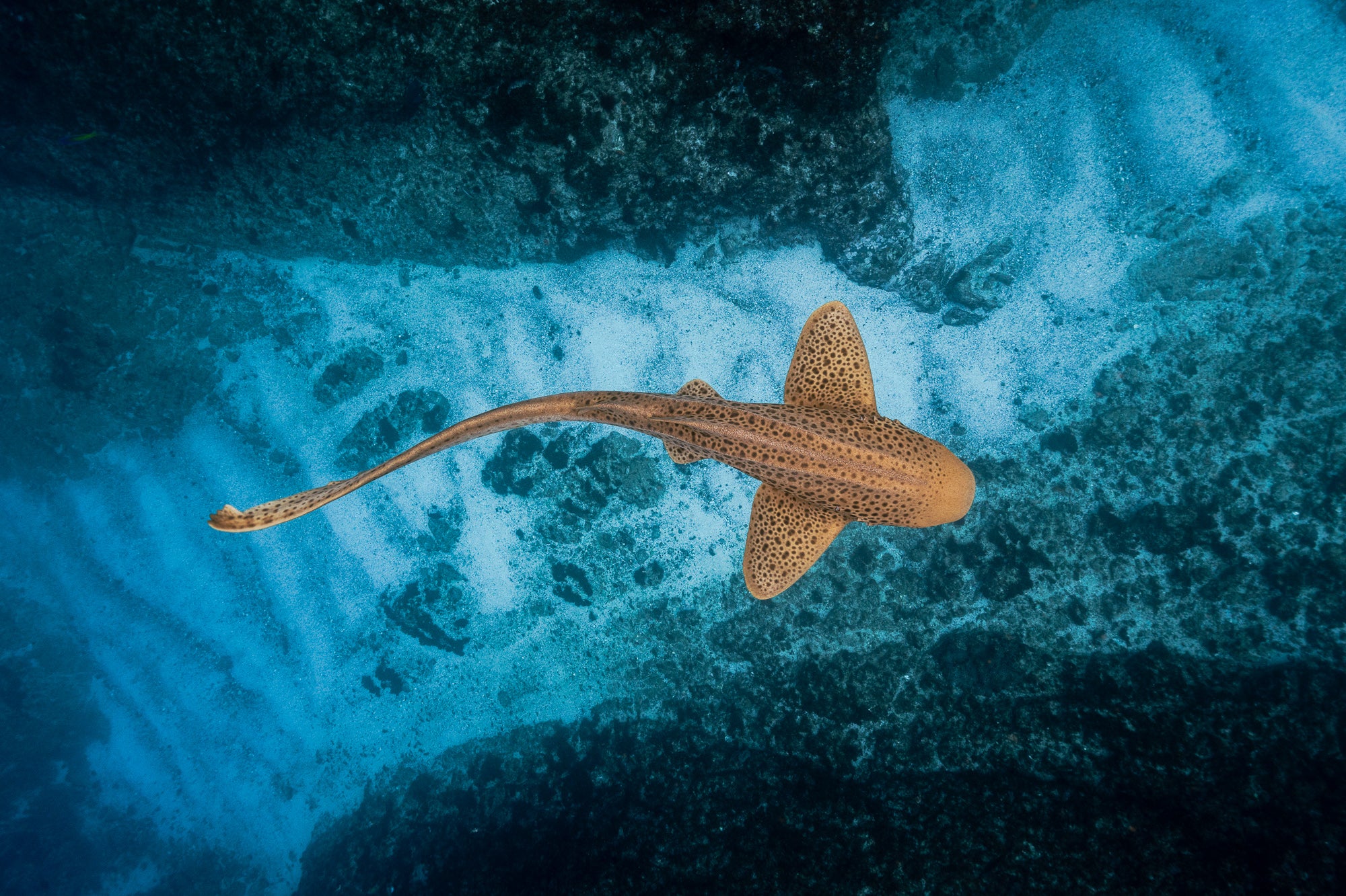Julian Rocks Leopard Shark and Manta Ray Workshop – Ross Long