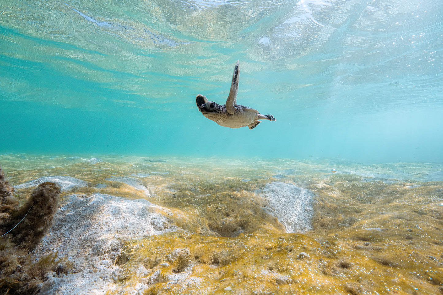 Lady Elliot Island Photography Workshop - November 2025