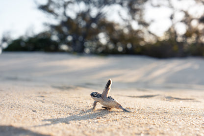 Heron Island - Turtle Hatchlings Workshop - 1st-6th February 2027