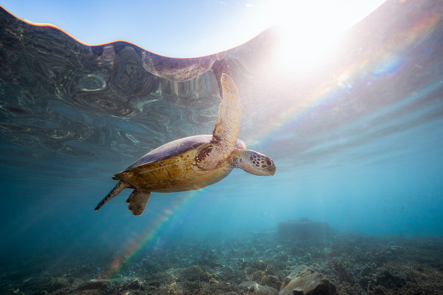 Lady Elliot Island Photography Workshop - November 2025