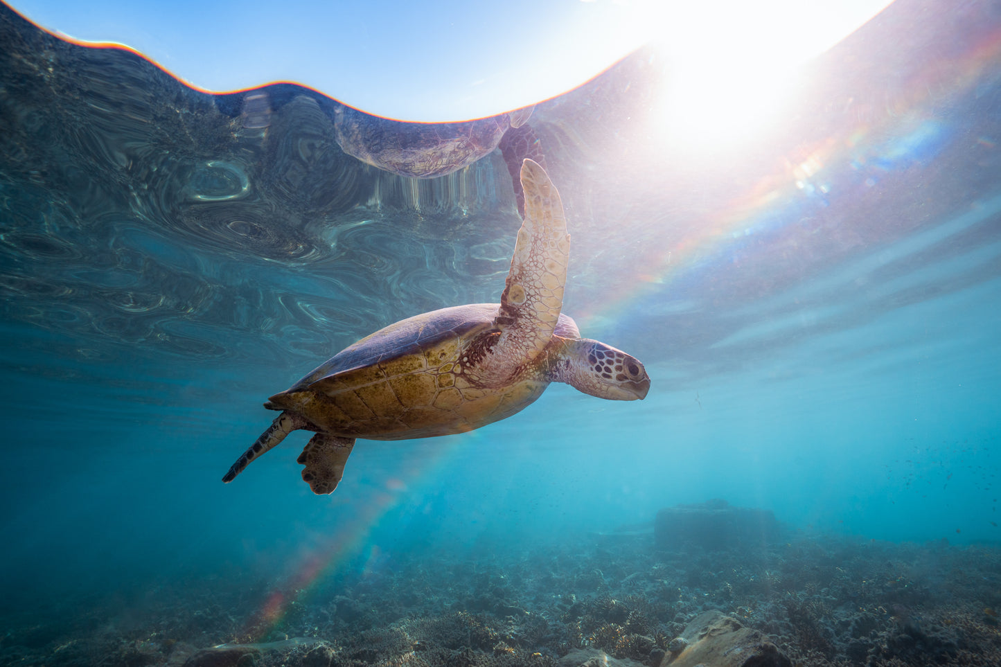 Lady Elliot Island Photography Workshop - November 2025