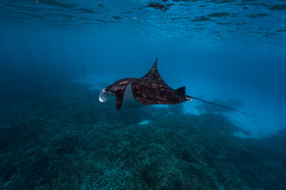 Lady Elliot Island Photography Workshop - November 2026