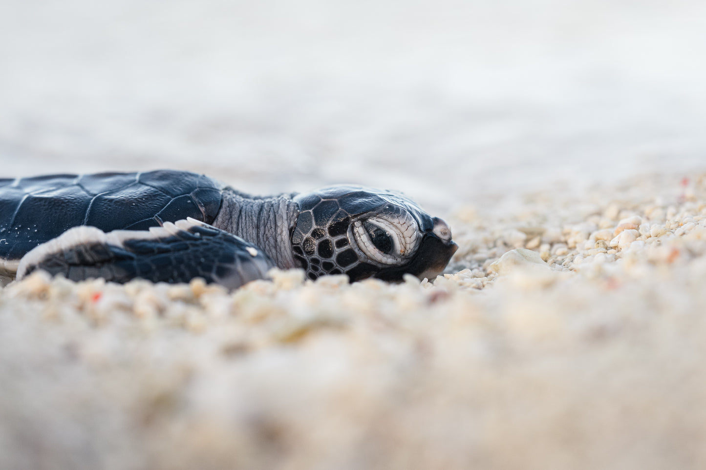 Heron Island - Turtle Hatchlings Workshop - 1st-6th February 2027