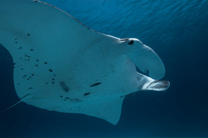 Lady Elliot Island Photography Workshop - November 2026
