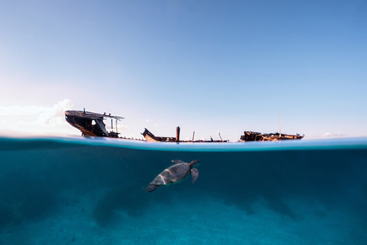 Green Sea Turtle’s Exploration