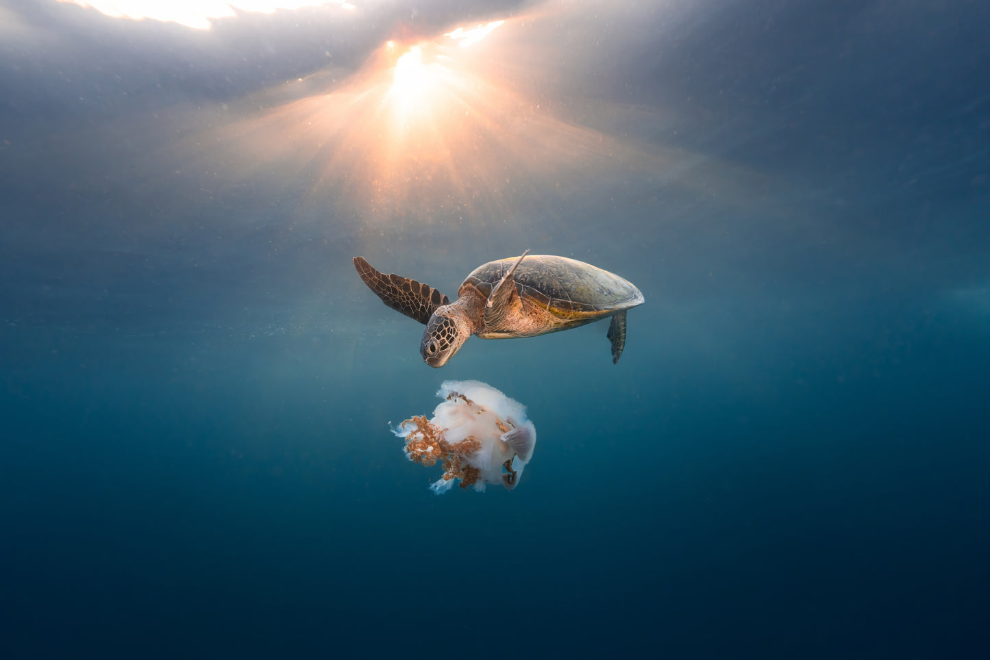 Green Sea Turtle's Twilight Delight