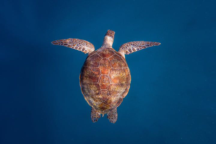 Green Sea Turtle: Emergence