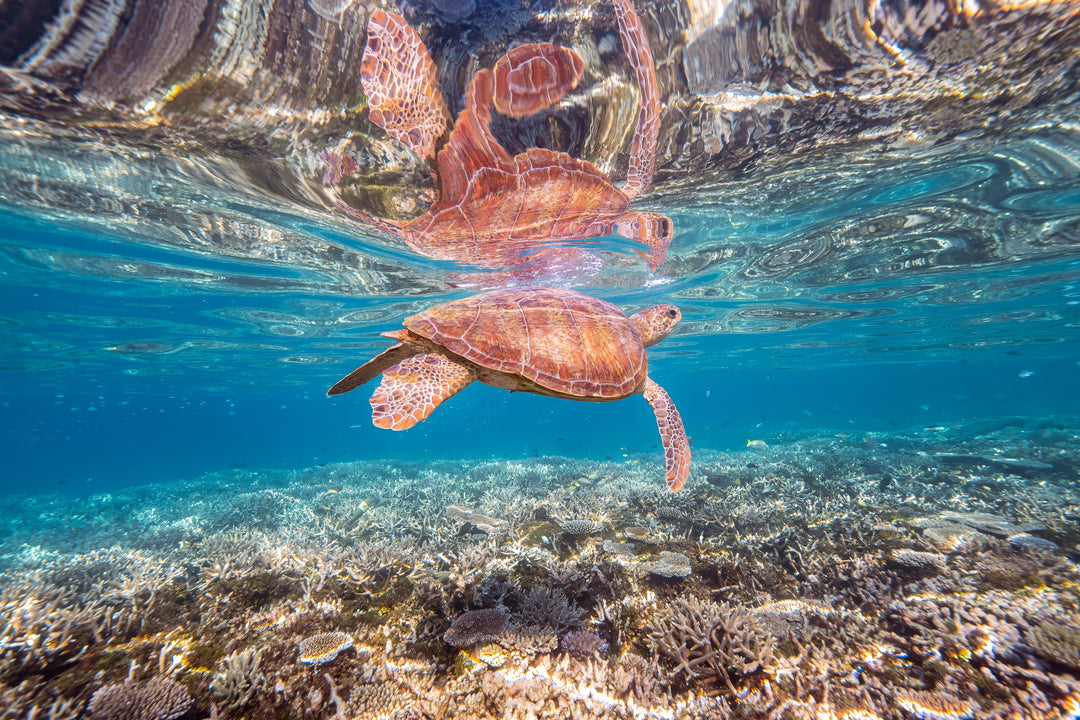 Green Sea Turtle: Amongst the Reef