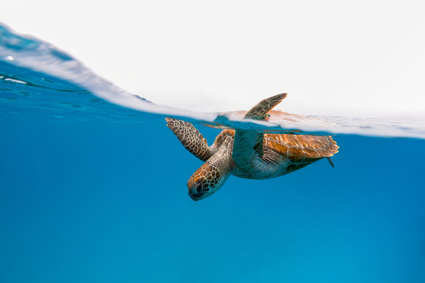 Green Sea Turtle’s Breath