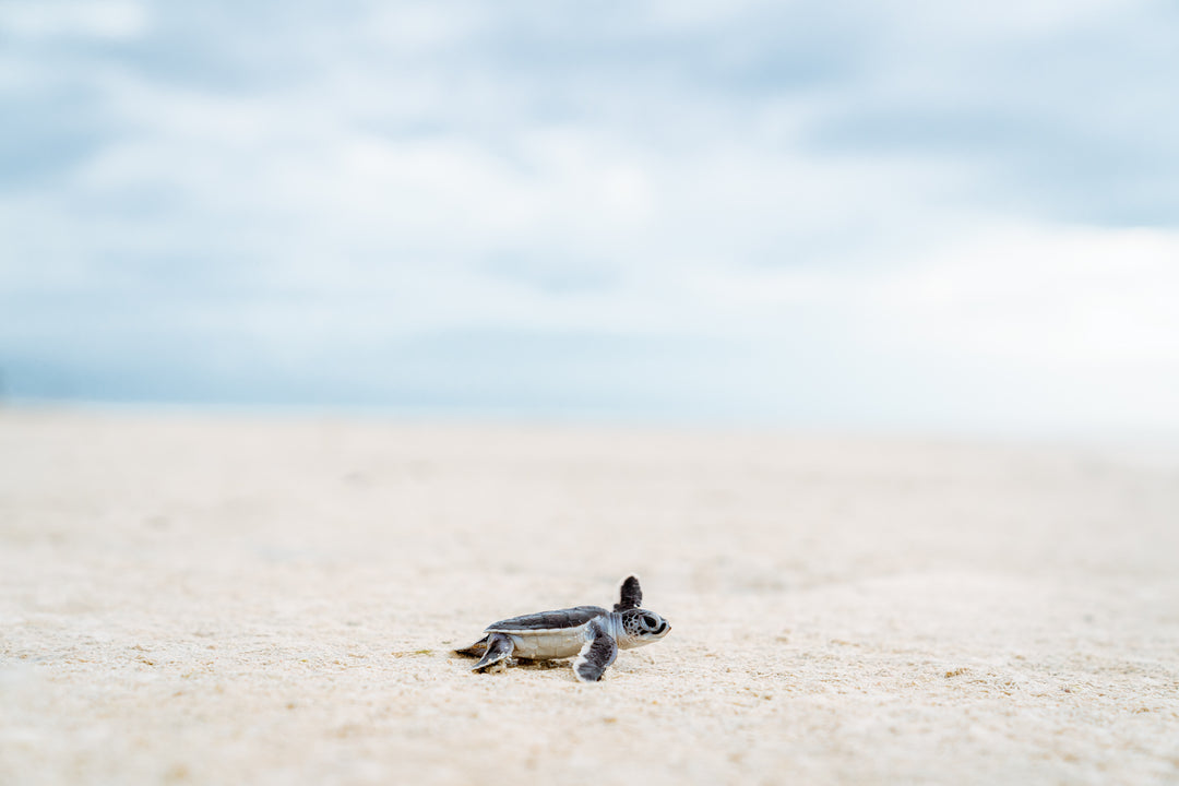 Green Sea Turtle’s Adventure begins