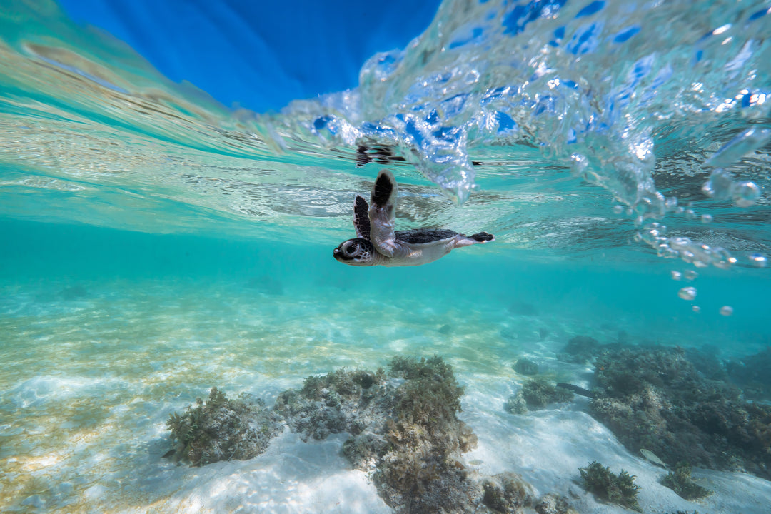 Green Sea Turtle’s First Dip