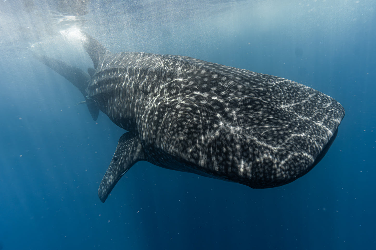 Baja Mobulas and Cetaceans Workshop 2026