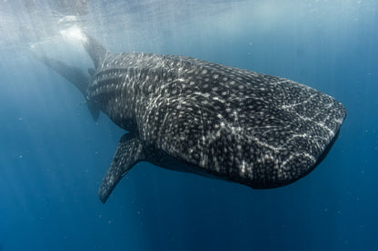 Baja Mobulas and Cetaceans Workshop 2026