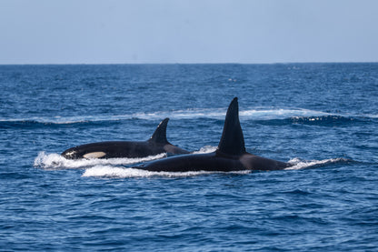 Baja Mobulas and Cetaceans Workshop 2026