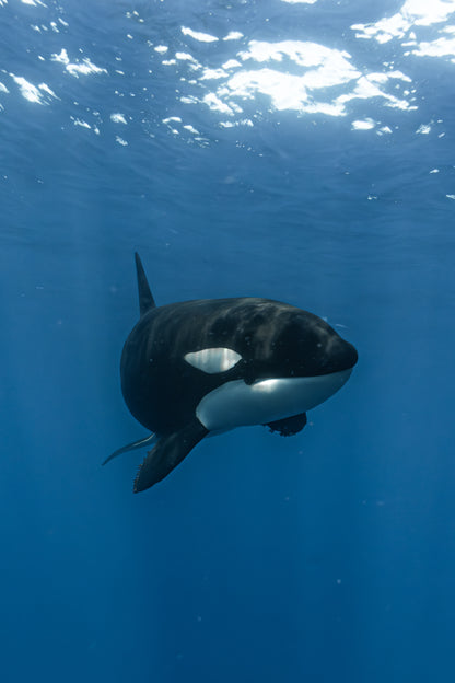 Baja Mobulas and Cetaceans Workshop 2026