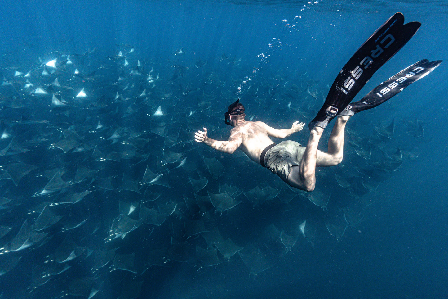 Baja Mobulas and Cetaceans Workshop 2026