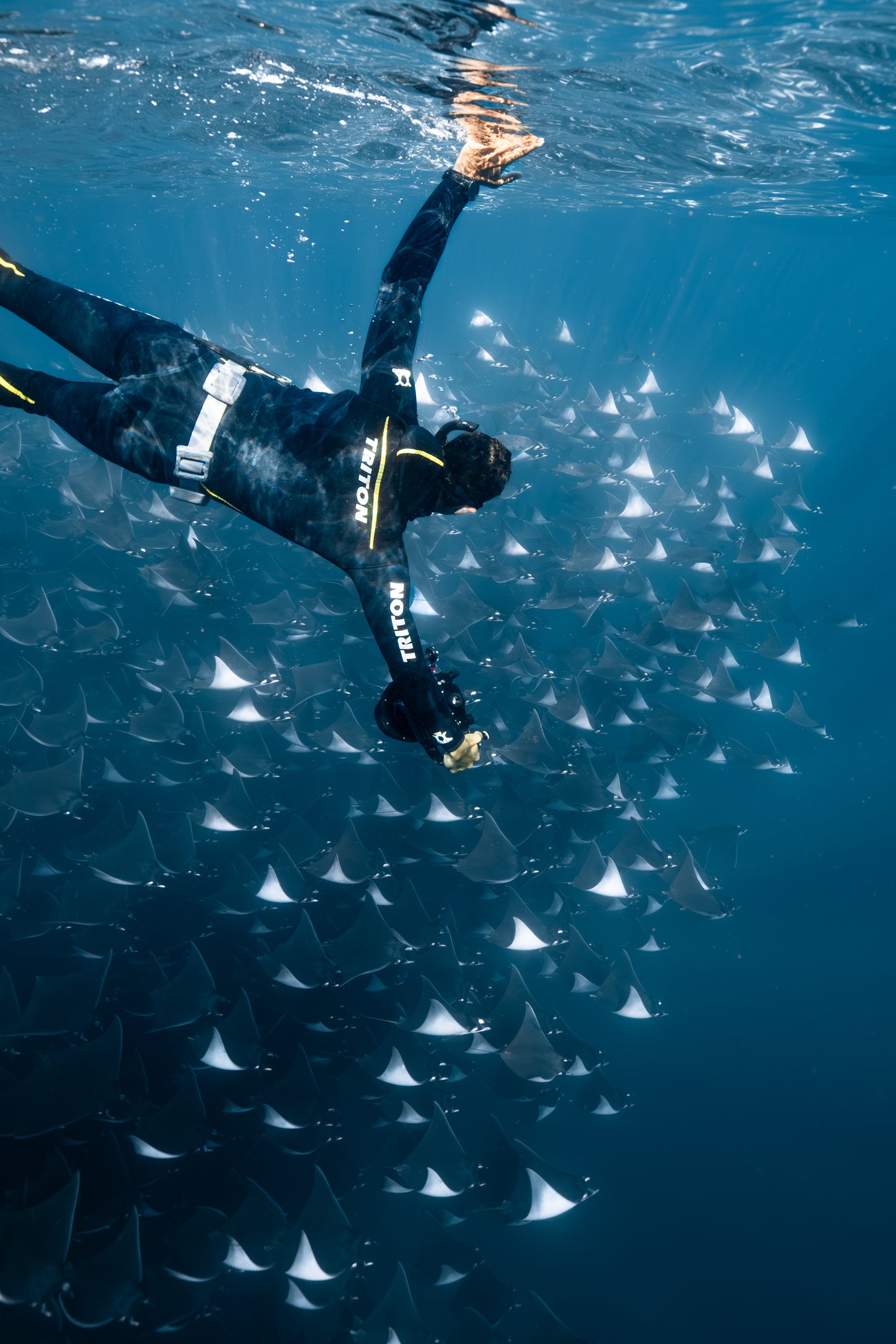 Baja Mobulas and Cetaceans Workshop 2026