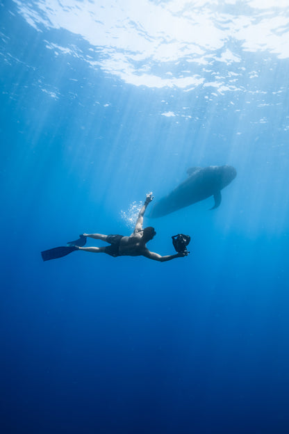 Baja Mobulas and Cetaceans Workshop 2026