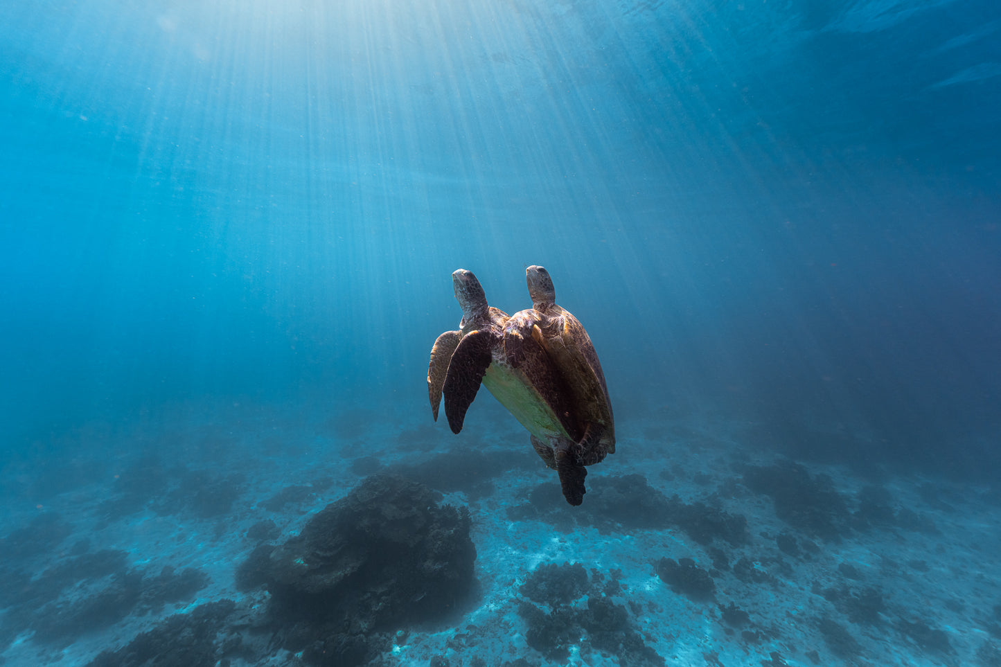 Heron Island - Turtle Nesting & Mating Workshop - 8th-14th November 2025