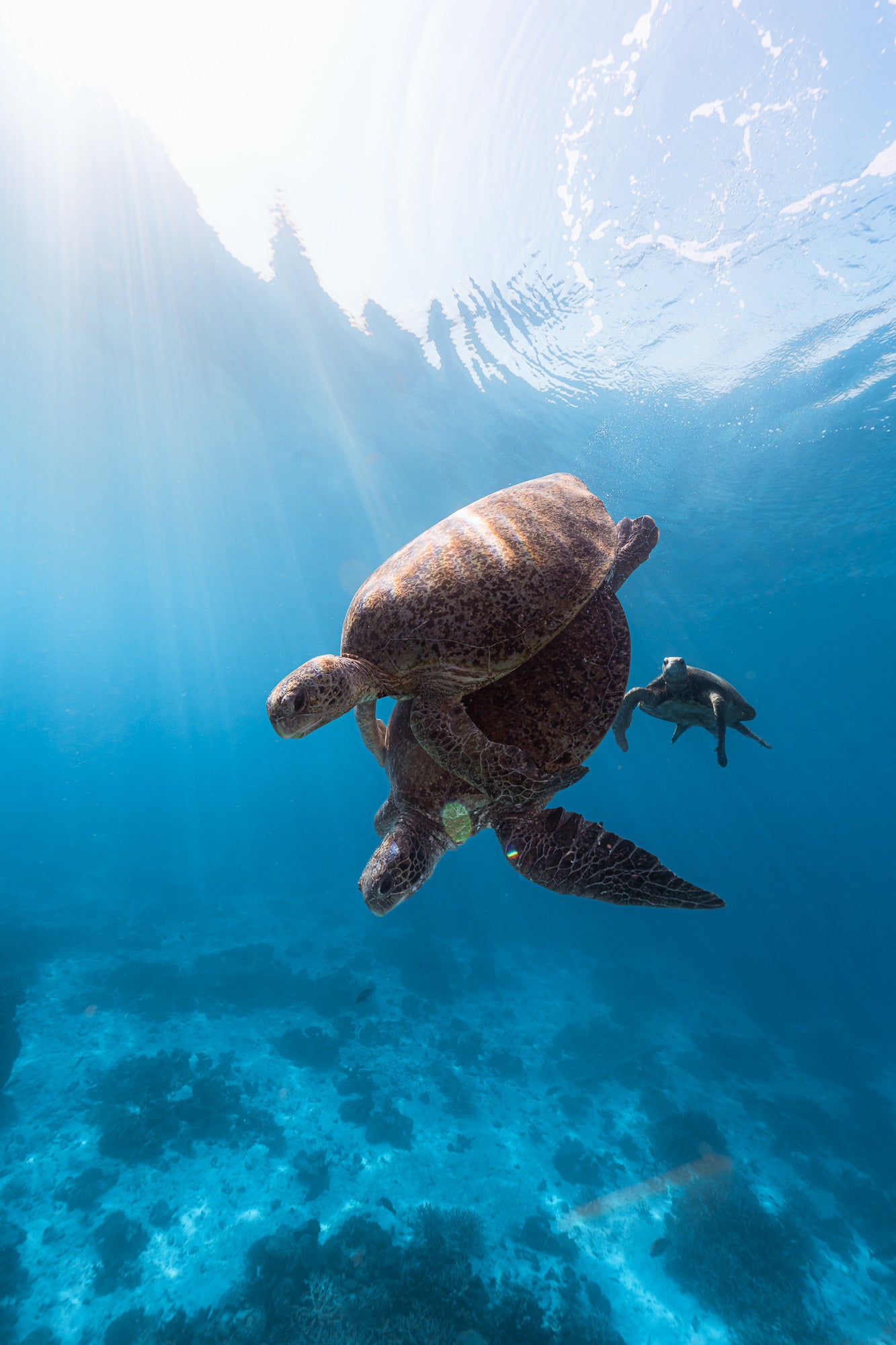 Heron Island - Turtle Nesting & Mating Workshop - 8th-14th November 2025