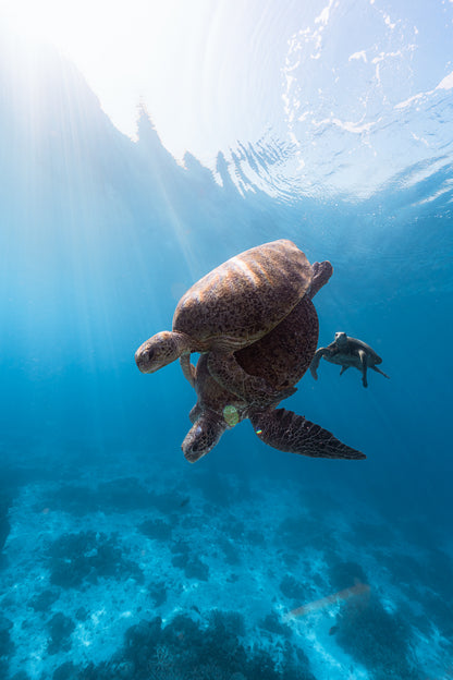 Heron Island - Turtle Nesting & Mating Workshop - 8th-14th November 2025