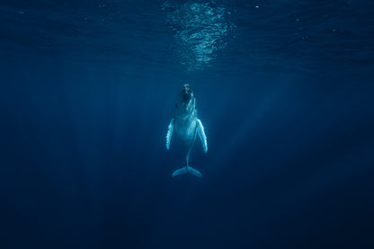 Mo'orea Whale Retreat 2026